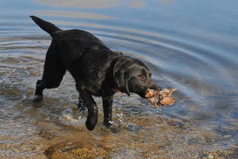 6 month old Ebby with cold November water retrieve