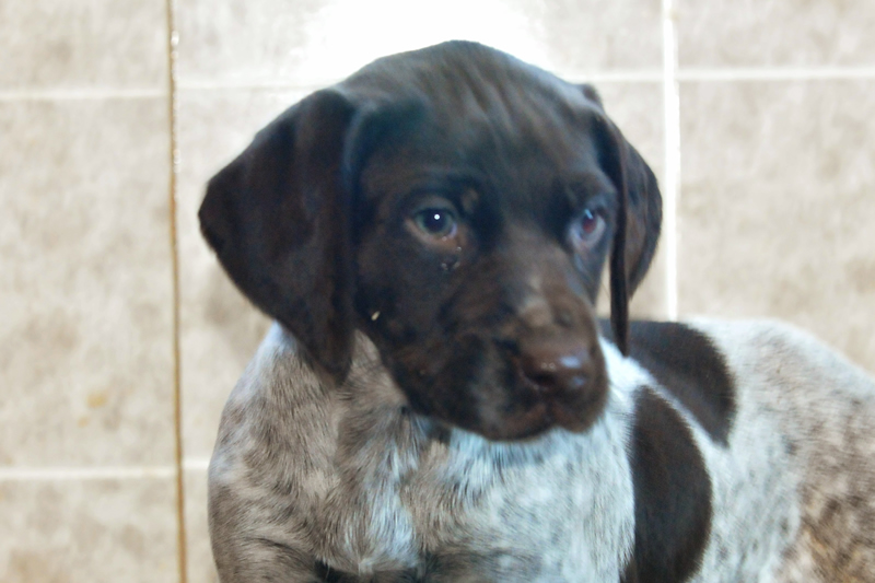 Pretty 6 week old shorthair pup
